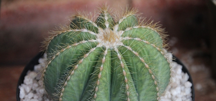 dicas de como cuidar de cactos