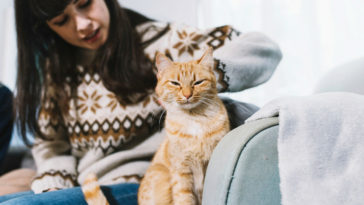 cuidados com gatos idosos
