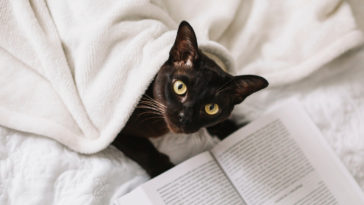 cuidados com gatos no frio