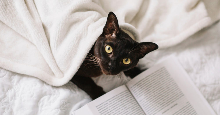 cuidados com gatos no frio