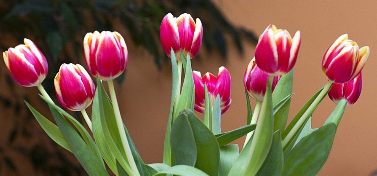 como cuidar de tulipa