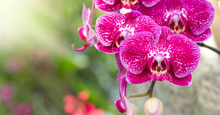 adubar orquídeas
