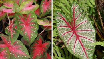 como cultivar caládio bicolor