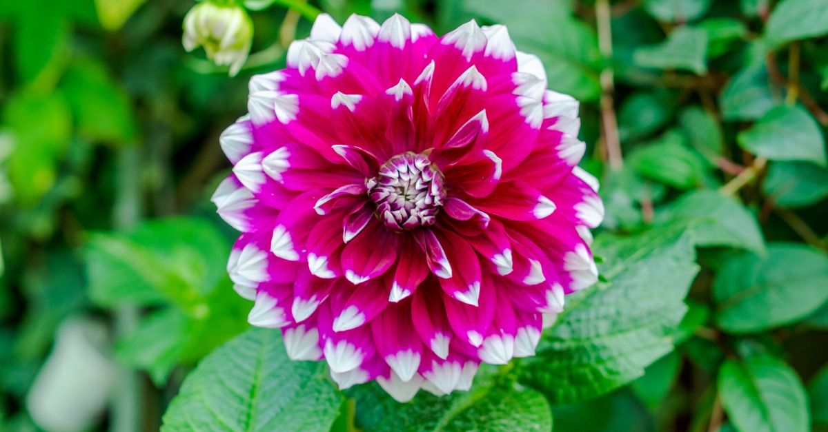 Dália: veja dicas de como cultivar essa flor exuberante em casa