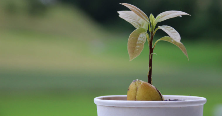 cultivar frutas na varanda