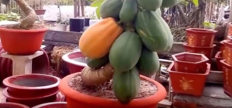 como cultivar mamão frutos