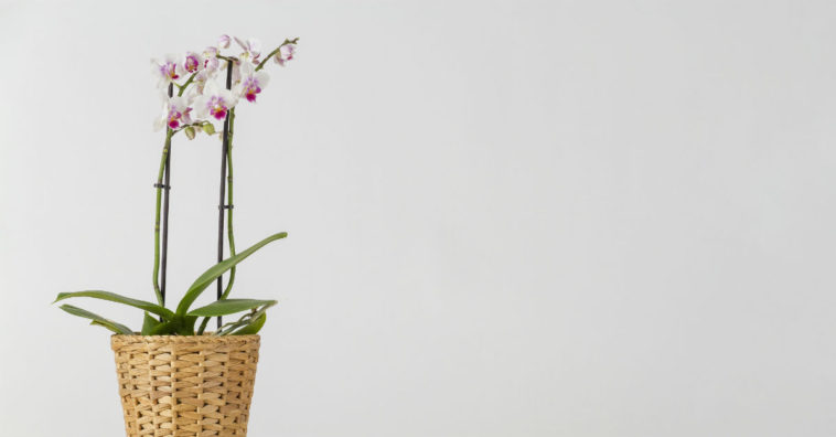 como cultivar orquídeas