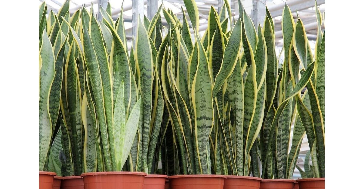 Como cultivar planta espada-de-são-jorge em casa