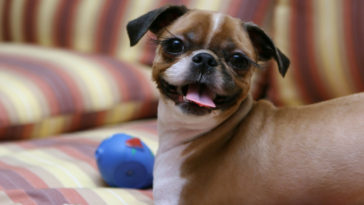 banho a seco em cachorro