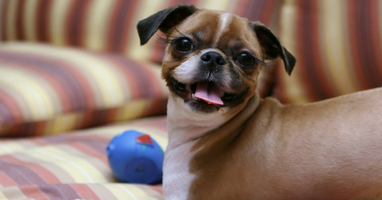 banho a seco em cachorro