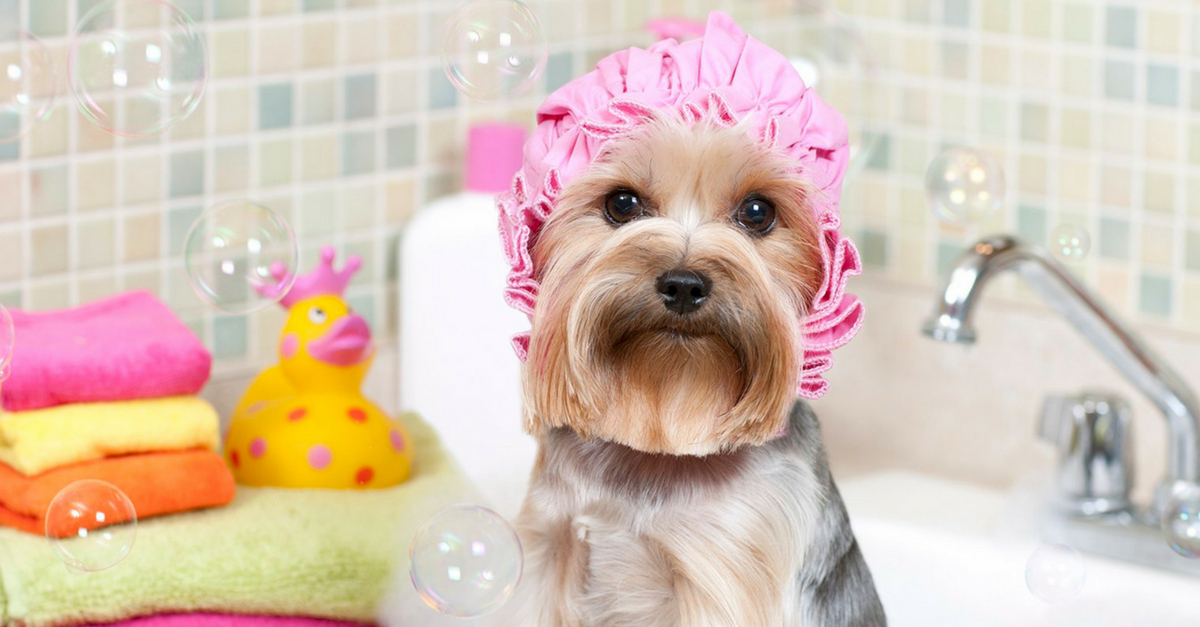 Como dar banho em cachorro em casa sem machucar o pet