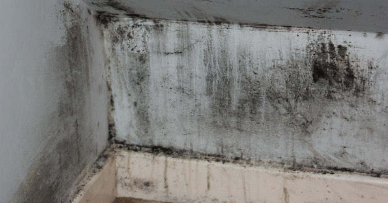 eliminar mofo das paredes