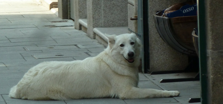 maneiras de encontrar cachorro desaparecido