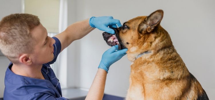 escovar dente de cachorro passos
