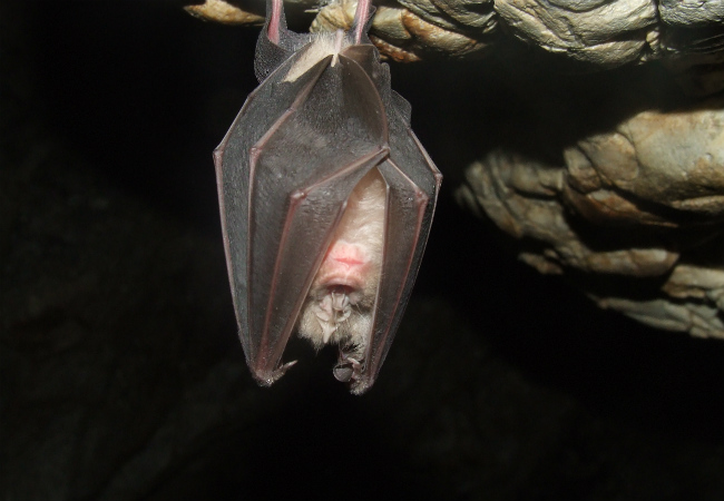 Como espantar morcegos e evitar doenças graves 6