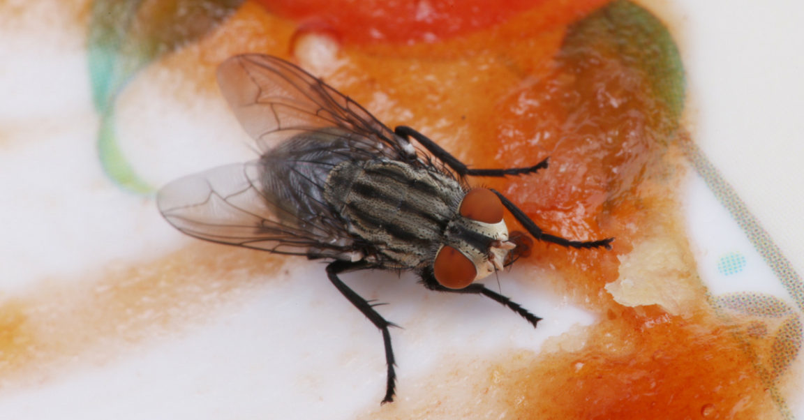 Como espantar moscas dos ambientes da casa 11 dicas