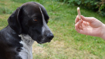 adestramento de cães