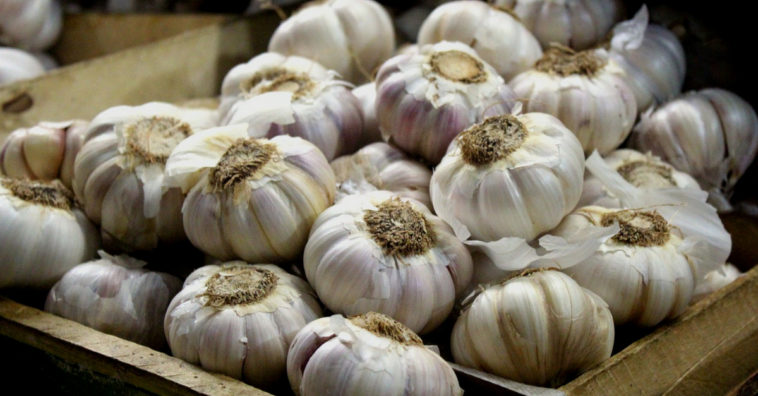 fazer alho durar mais