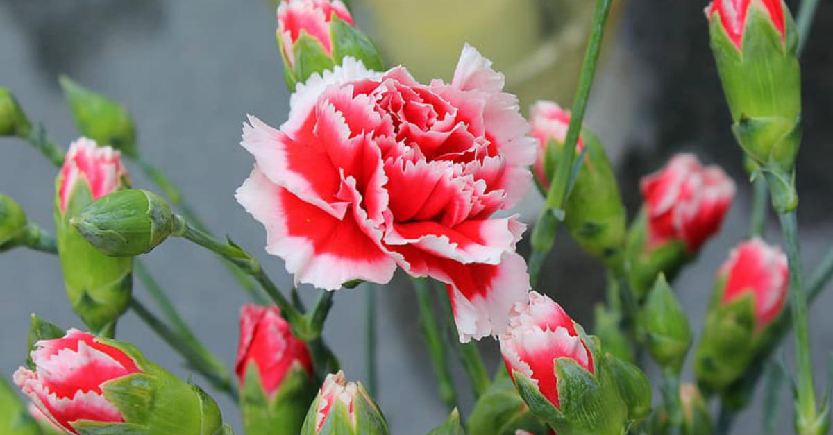 como fazer cravos florescerem