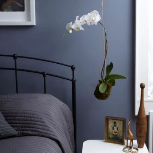 como fazer kokedama para quarto