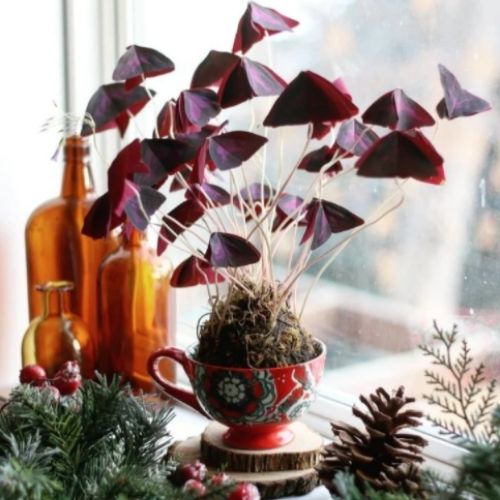 como fazer kokedama com trevos