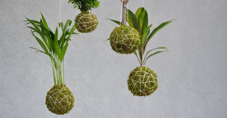 como fazer kokedama em casa