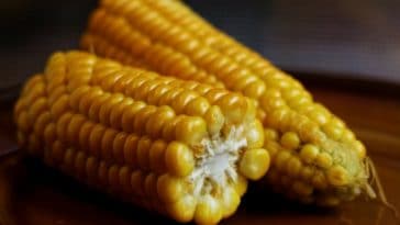 como fazer milho cozido
