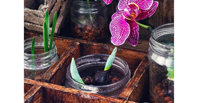 como fazer mudas de orquídeas