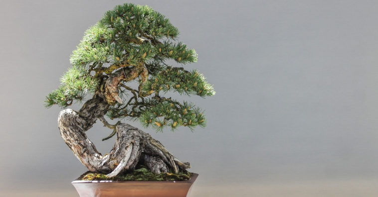 como fazer um bonsai