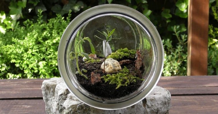 como fazer um terrário