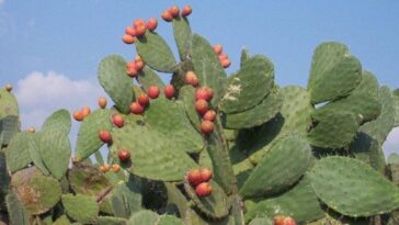 xarope de folha de cacto