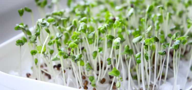 como germinar sementes e benefícios dos brotos