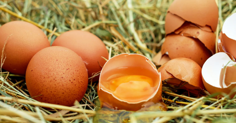 como identificar ovos contaminados