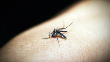 identificar picadas de insetos