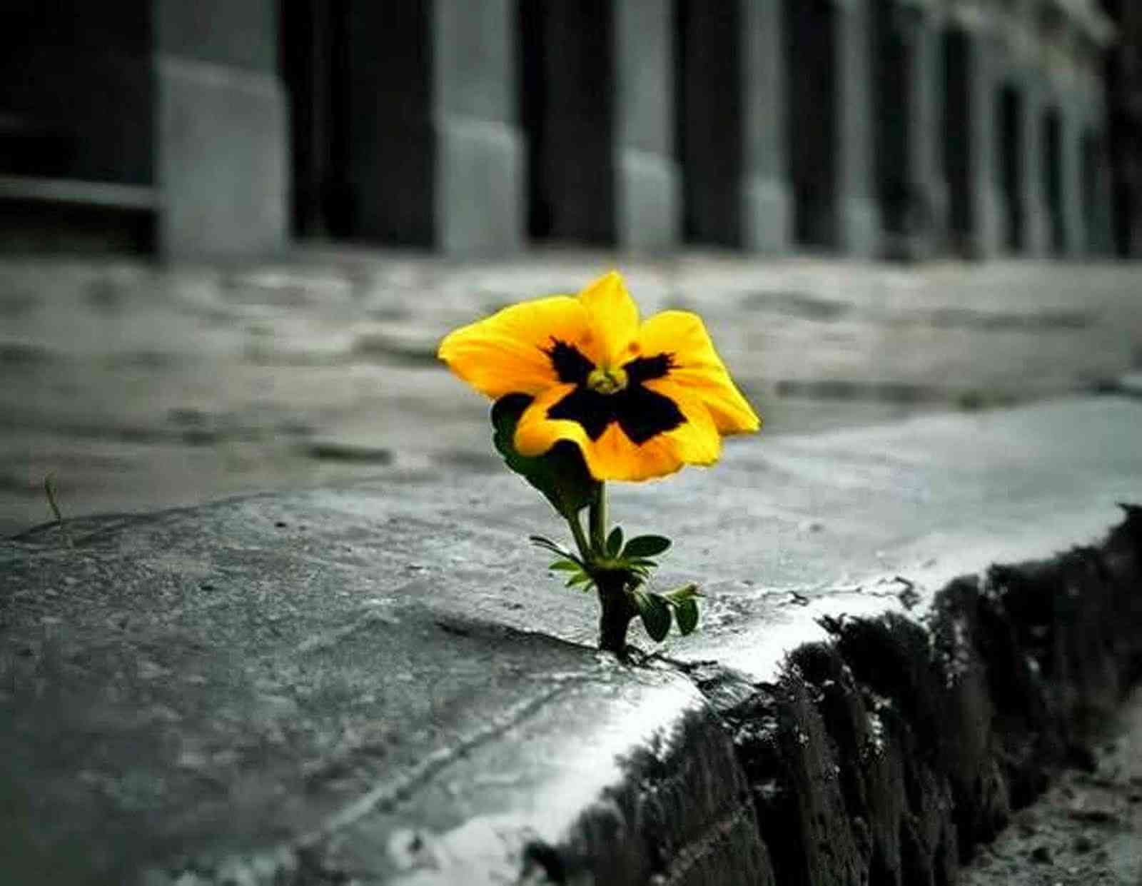 como-identificar-suicida-ajudar-2