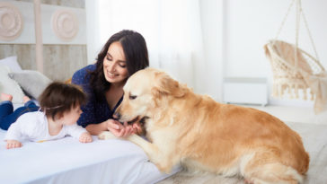 superar a morte de um animal de estimação