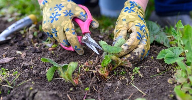 como matar ervas daninhas com herbicidas naturais