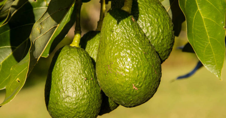 como plantar abacate