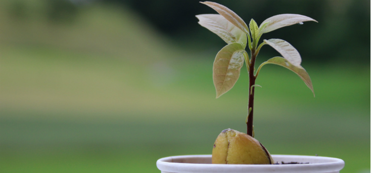 como plantar abacate muda