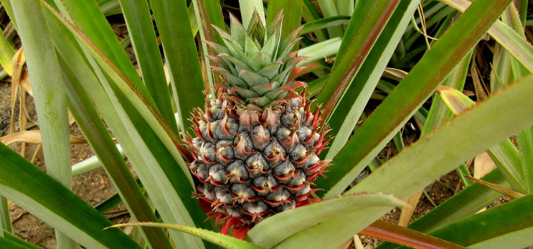 como plantar abacaxi na terra passo a passo