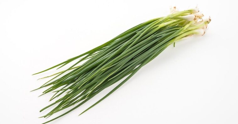 como plantar cebolinha