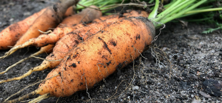 como plantar cenoura em casa