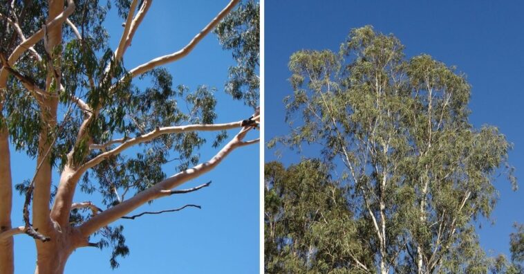 como plantar eucalipto