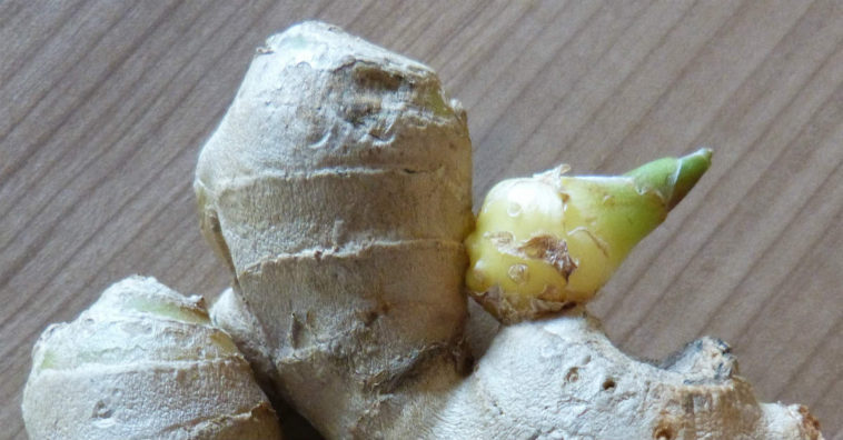 como plantar gengibre