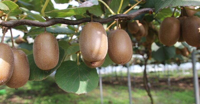 como plantar kiwi