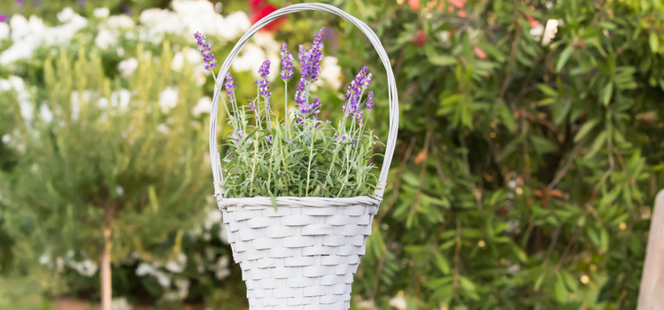 como fazer plantação de lavanda