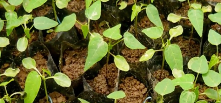 como plantar mamão no quintal passos