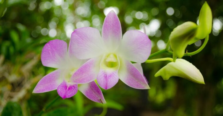 como plantar orquídea no carvão