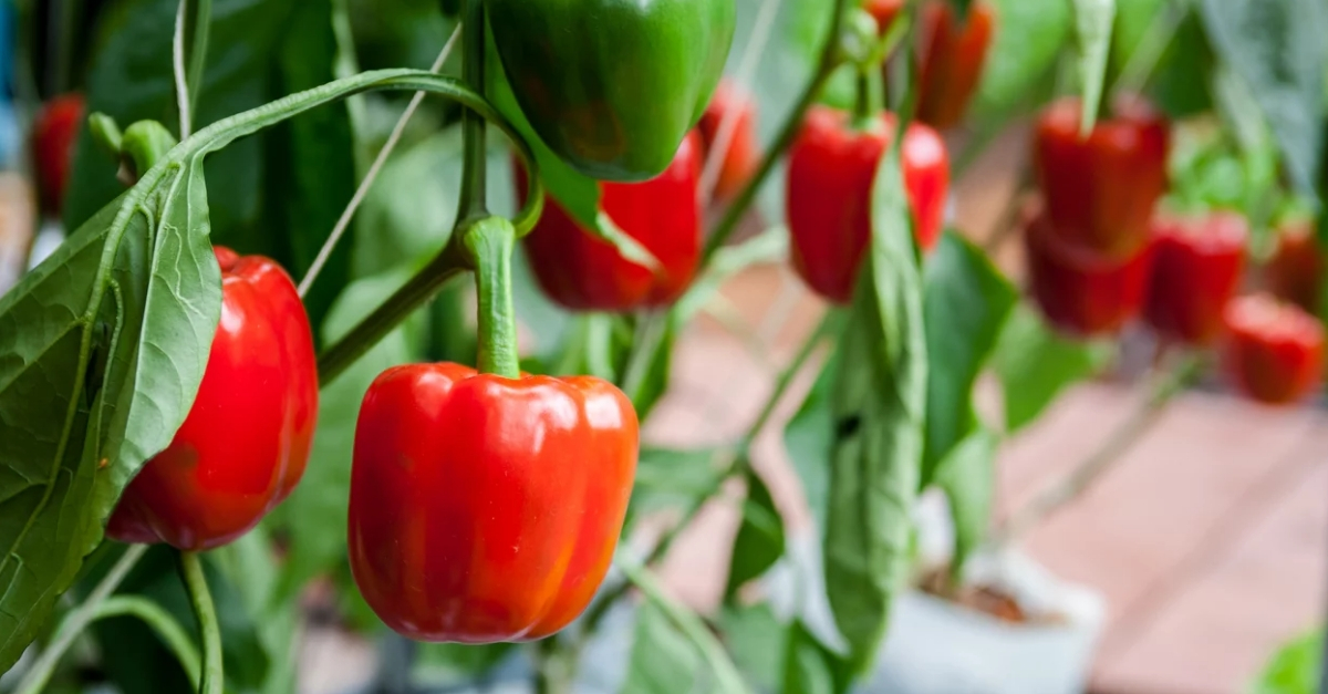Como plantar pimentão em vaso passo a passo