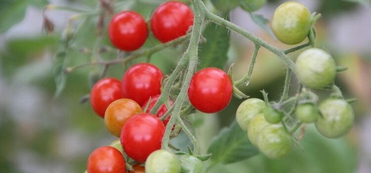 como plantar tomate-cereja em casa passos